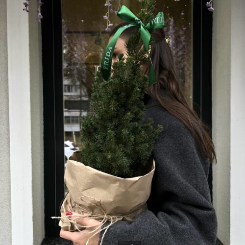 Канадская елка в горшке - доставка цветов Кишинев