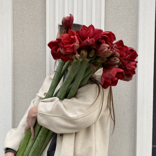 Амариллис - доставка цветов Кишинев