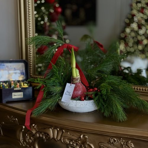 ghiveci de flori cu amaryllis - фото 1