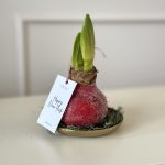 Bulb de amaryllis