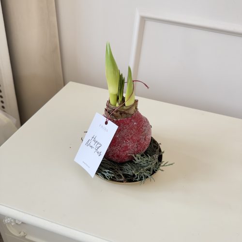 Bulb de amaryllis - фото 2