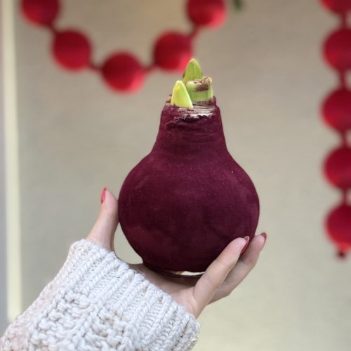 Bulb de amaryllis - фото 5