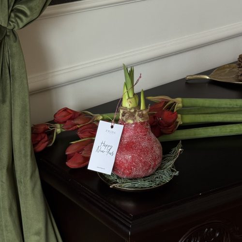 Bulb de amaryllis - фото 3