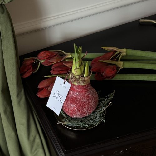 Bulb de amaryllis - фото 4